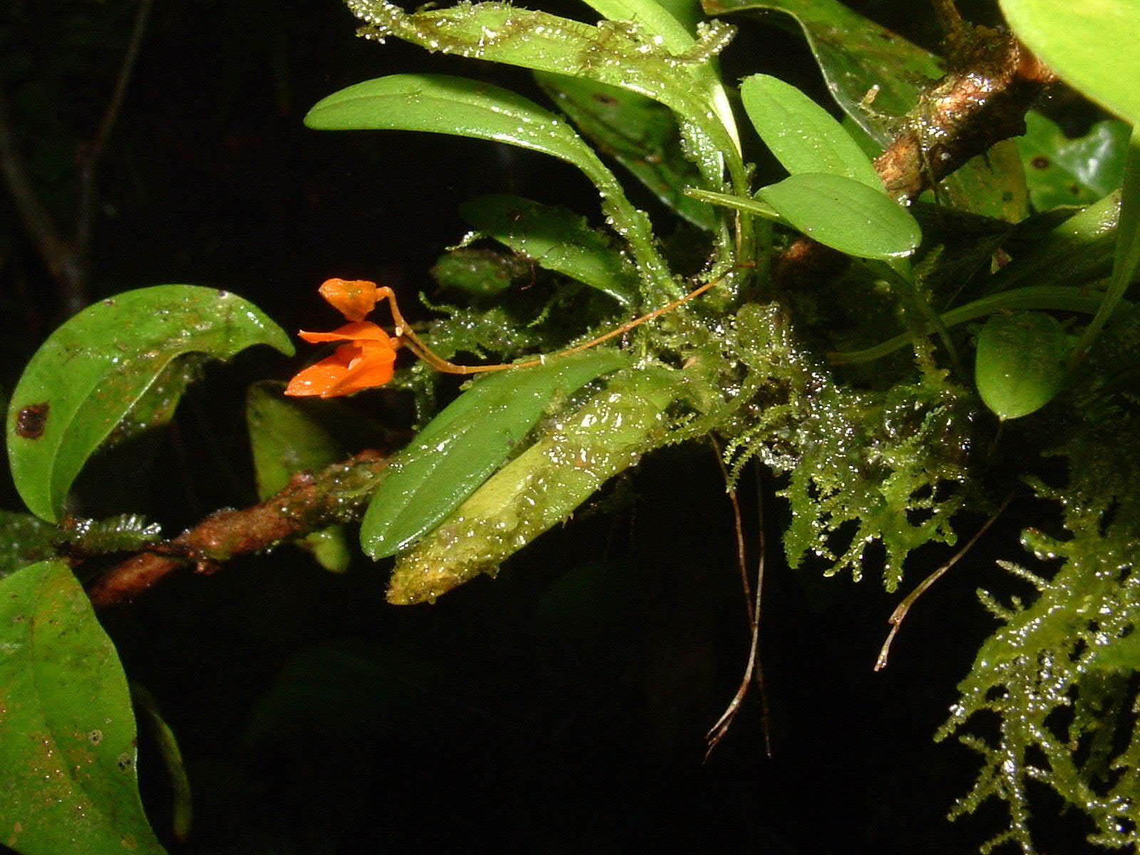 Image of Specklinia lanceola (Sw.) Lindl.