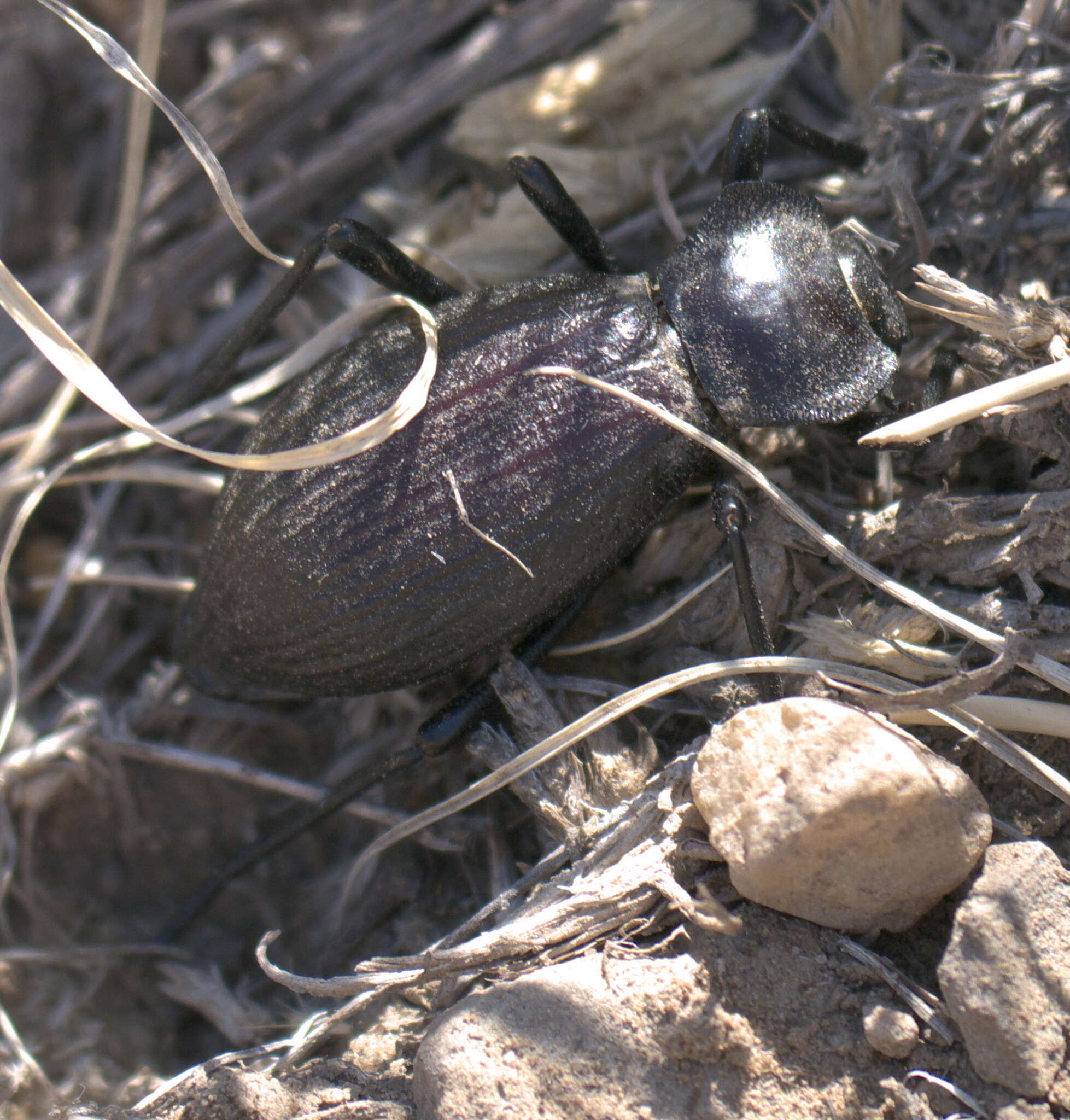 Image of Philolithus (Gonasida) elatus compar (Casey 1912)