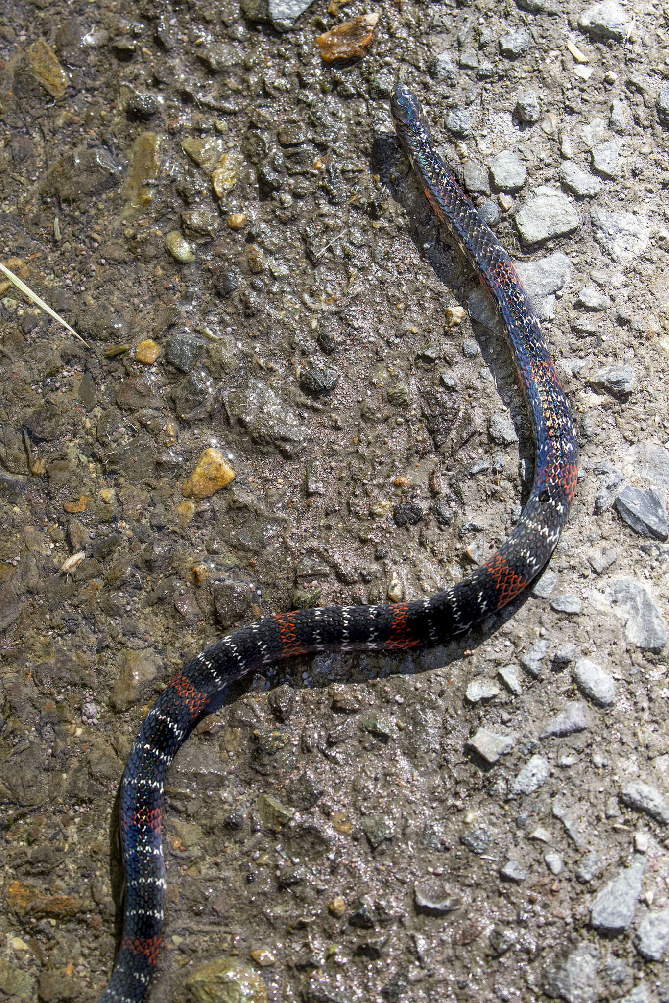 Image of Black Ground Snake