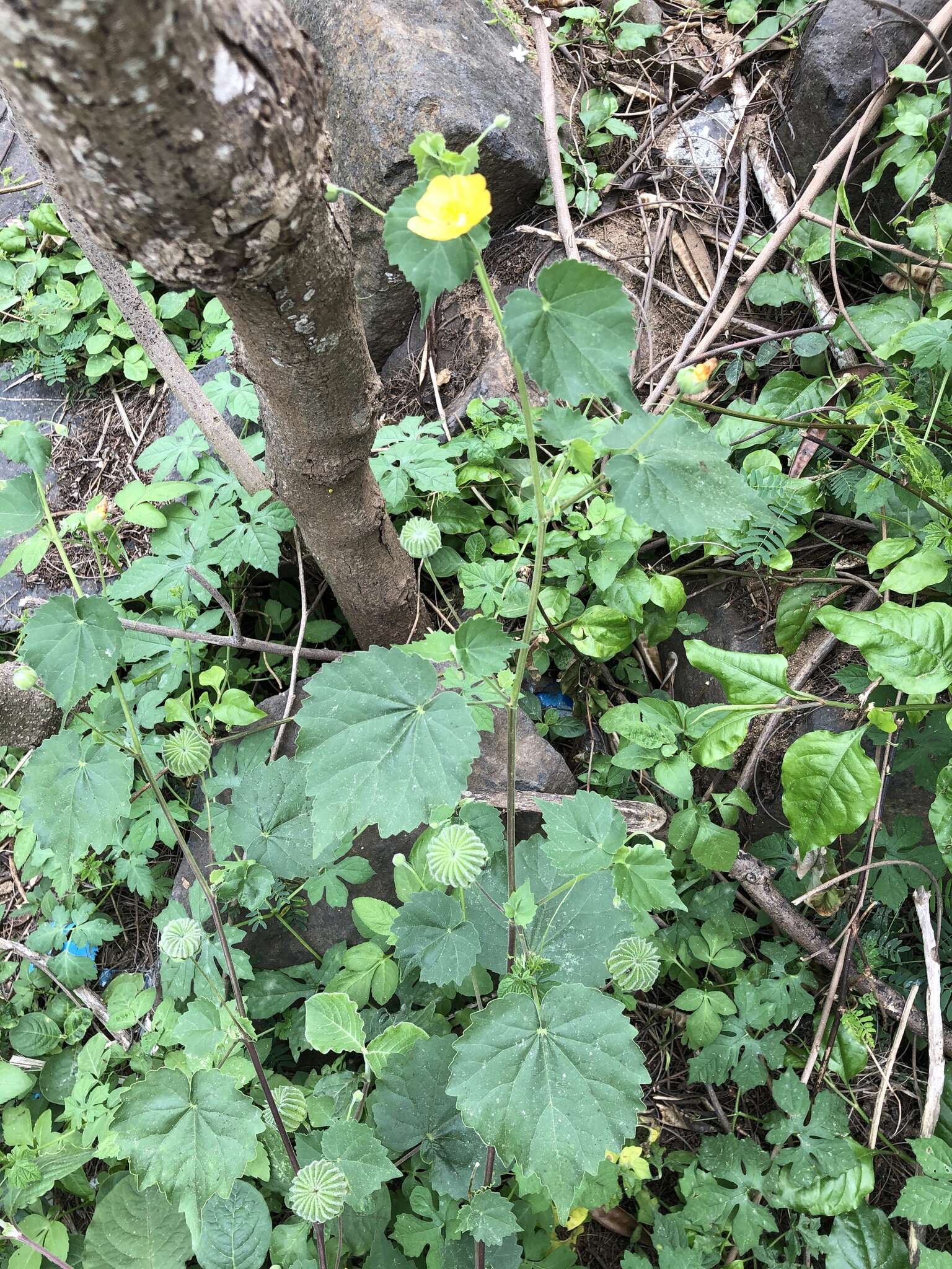 Imagem de Abutilon indicum (L.) Sweet