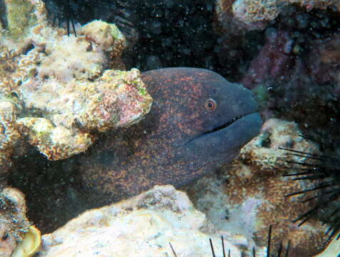 Image of Yellow edged moray