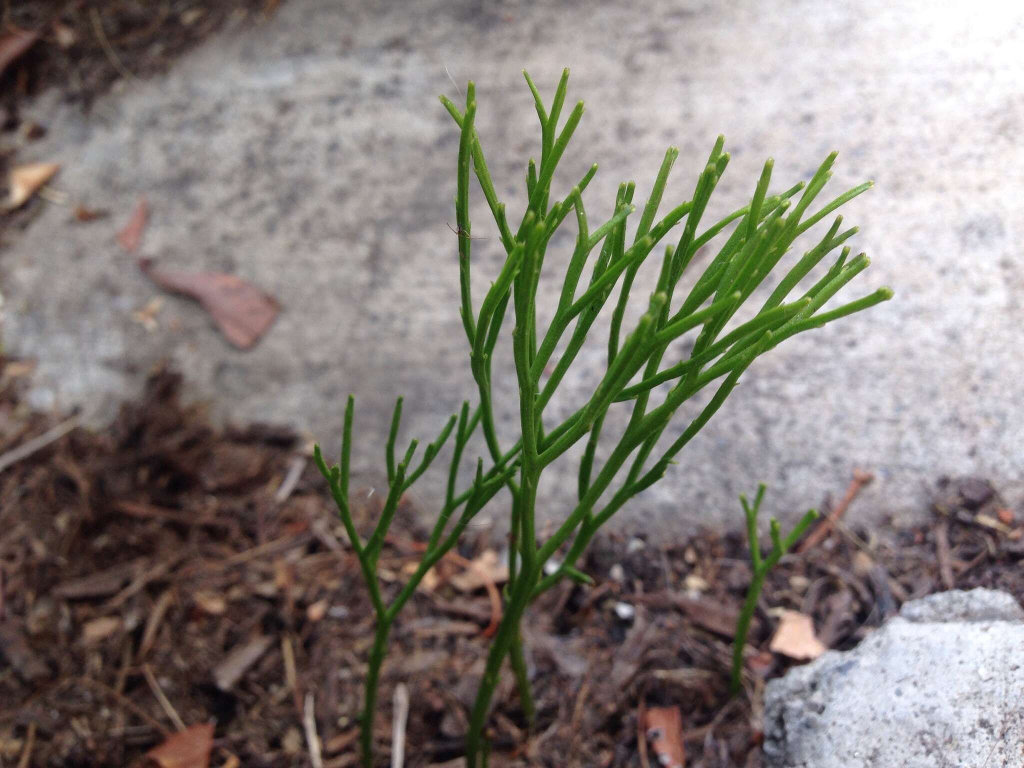 Plancia ëd Psilotum nudum (L.) P. Beauv.