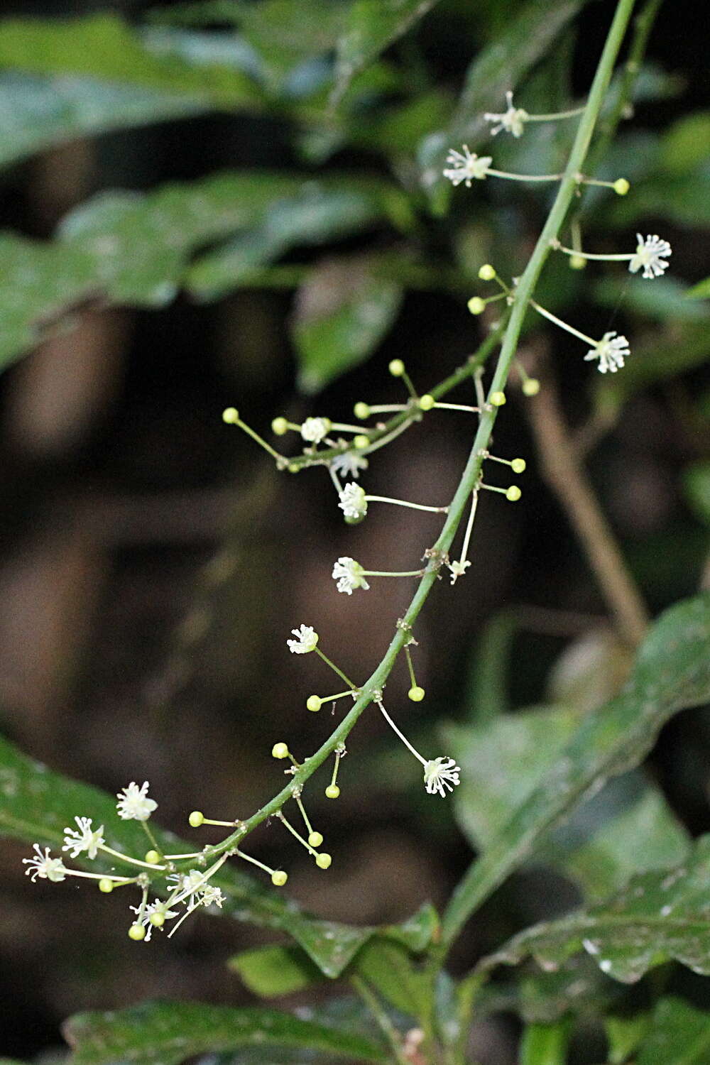 Image of Codiaeum variegatum var. variegatum