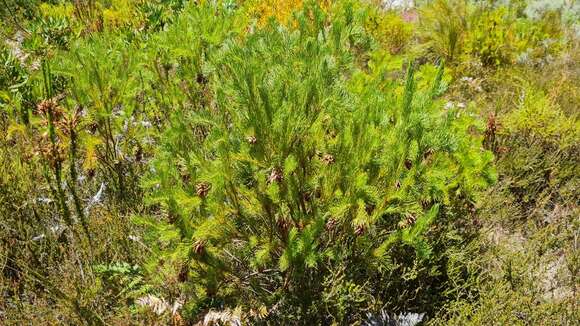 Image of Protea nana (Berg.) Thunb.