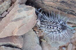 Image de Acanthopsis dispermoides H. M. Steyn