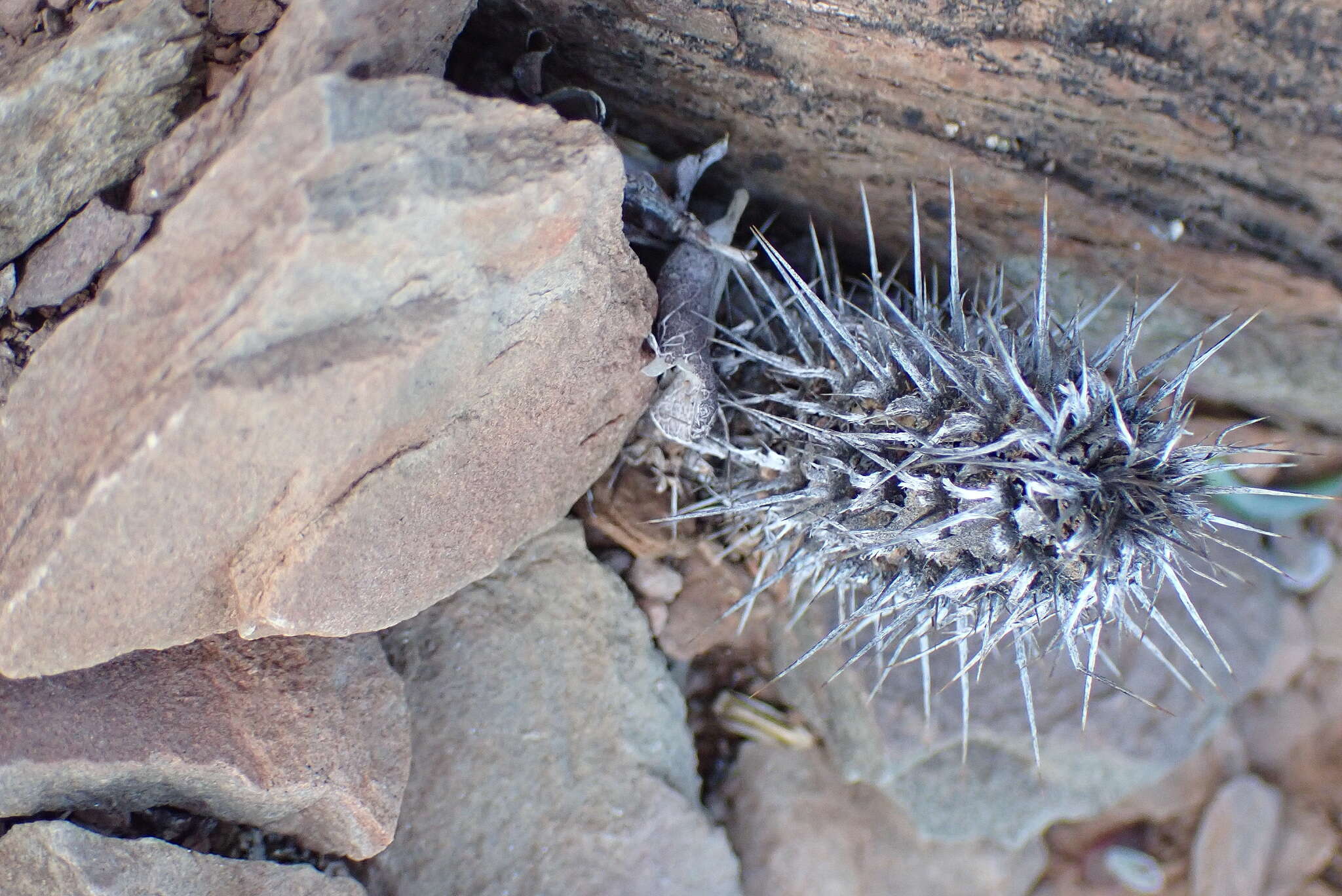 Image de Acanthopsis dispermoides H. M. Steyn