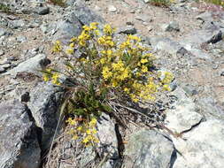 Image of Tweedy's ivesia