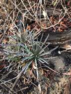 Image of Erysimum suffrutescens (Abrams) Rossbach