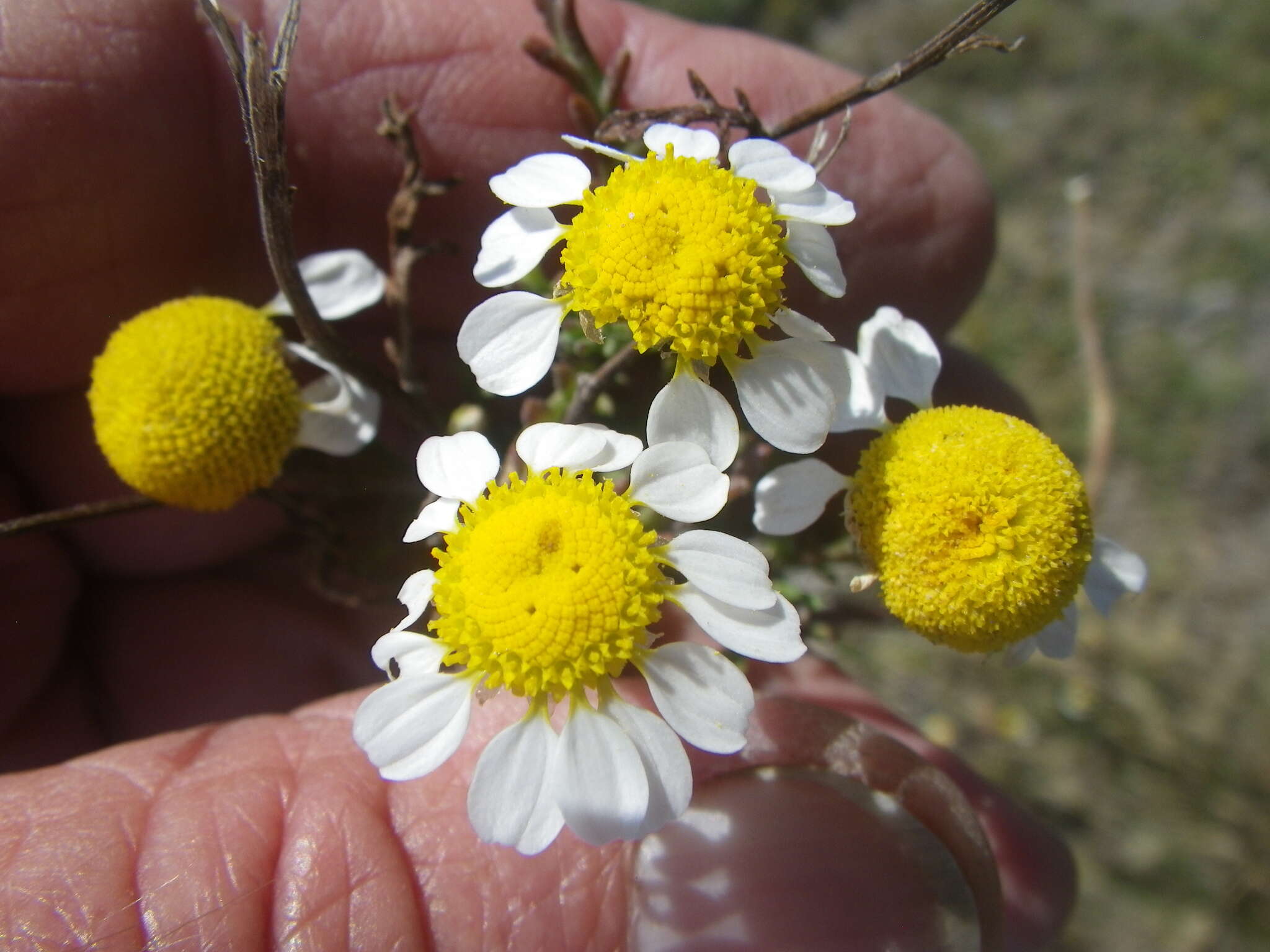 Image of Oncosiphon africanum (Berg.) M. Källersjö