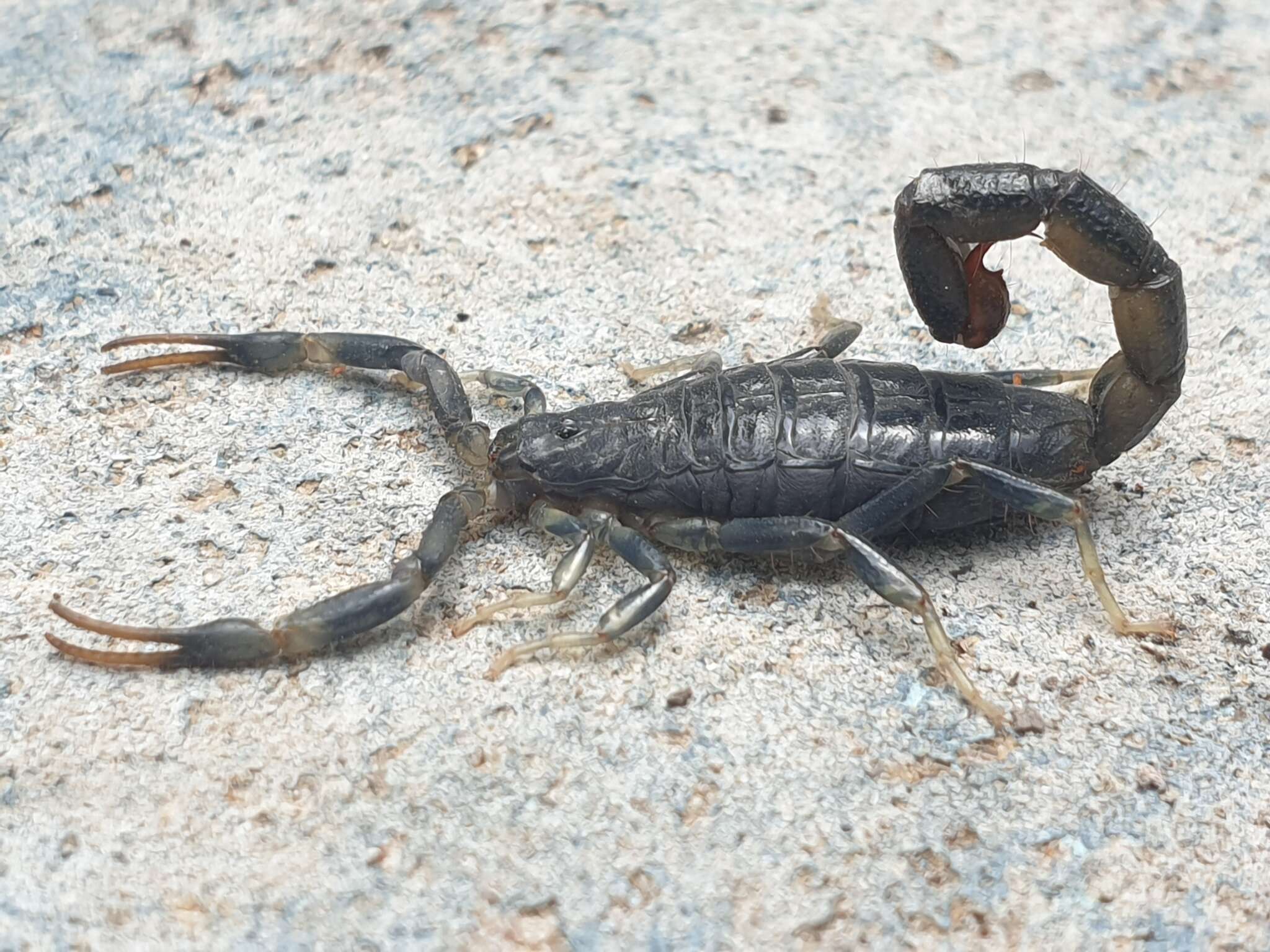 Image of Uroplectes flavoviridis Peters 1861