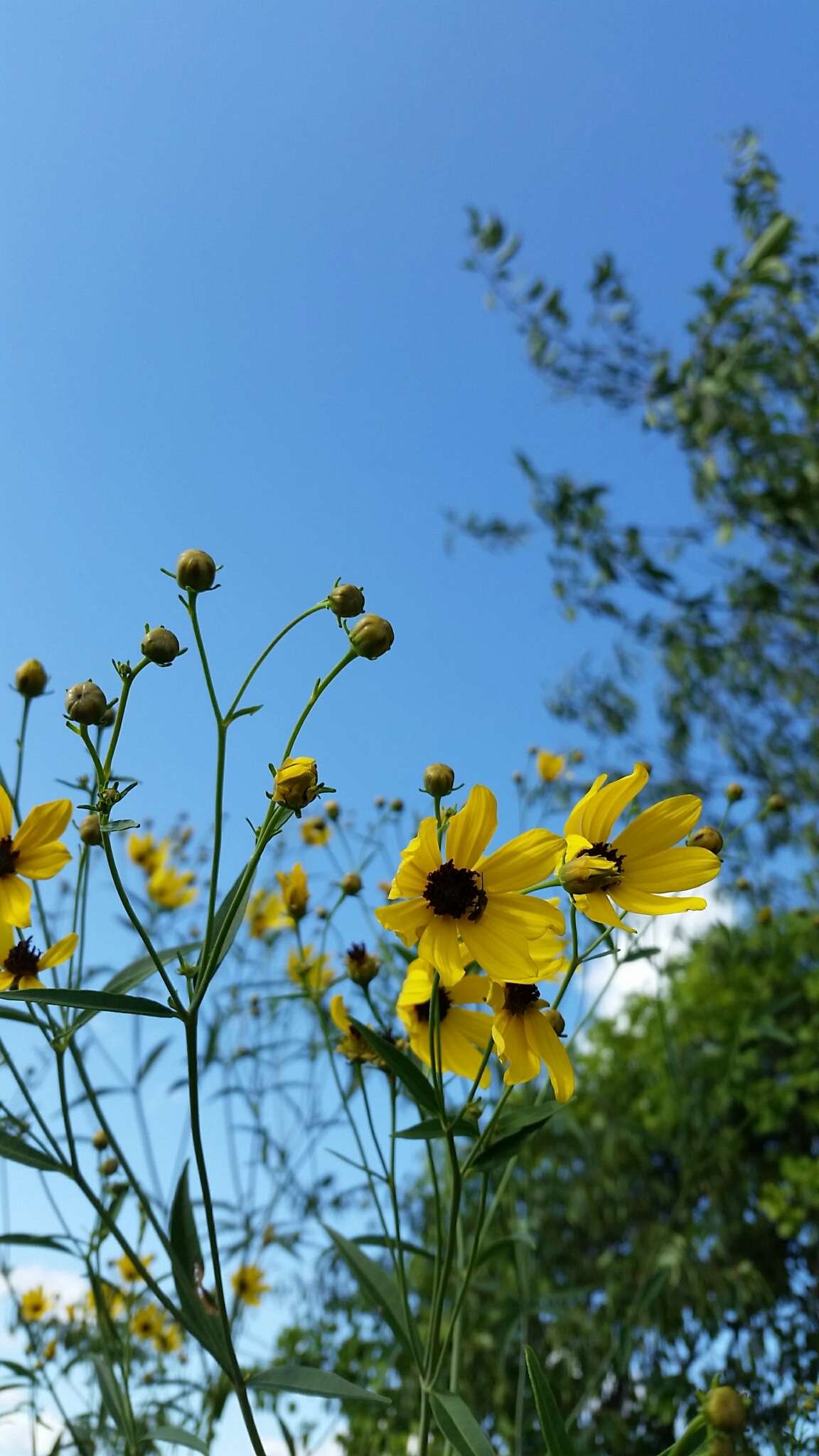 Image de Coreopsis tripteris L.