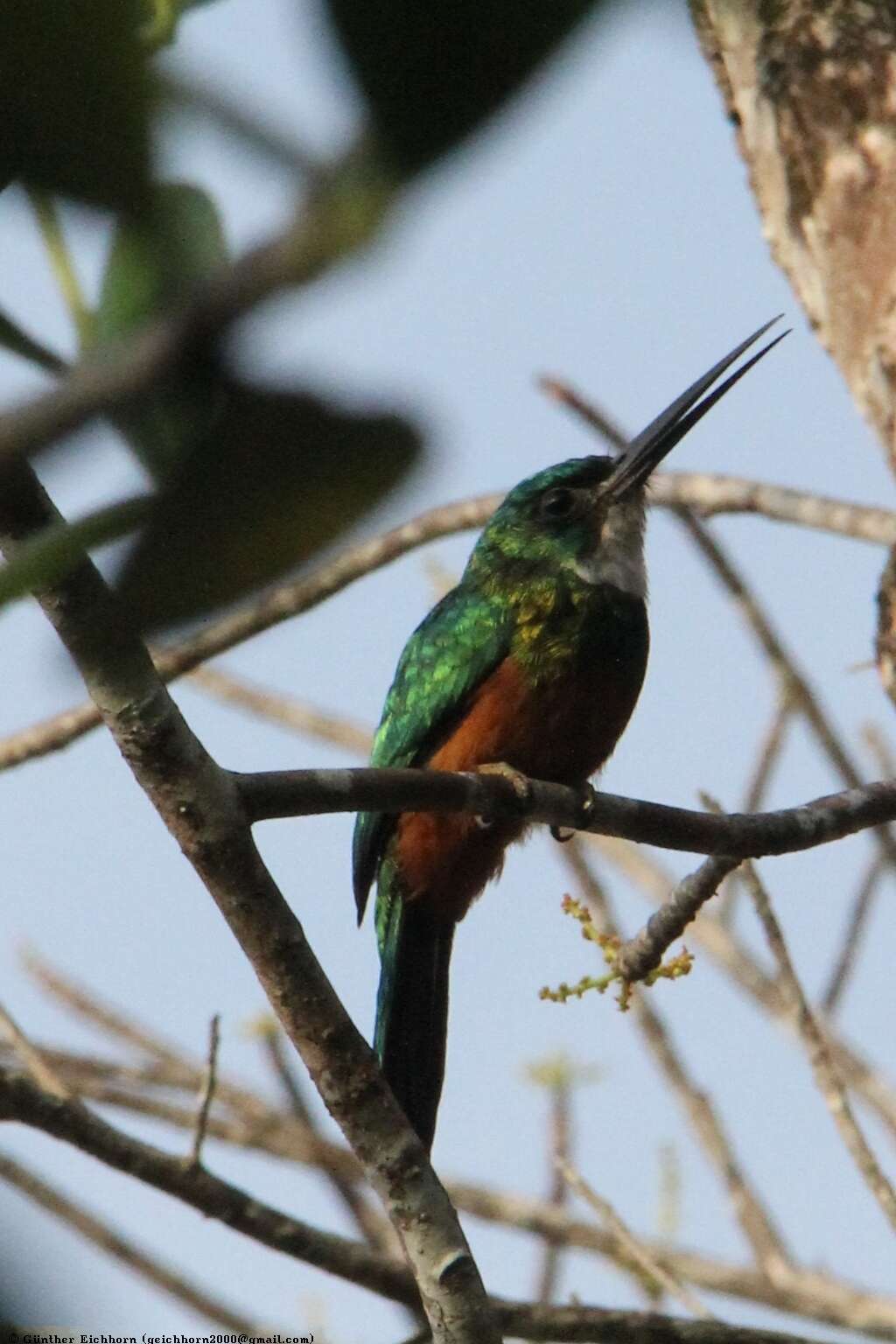 Image of Green-tailed Jacamar