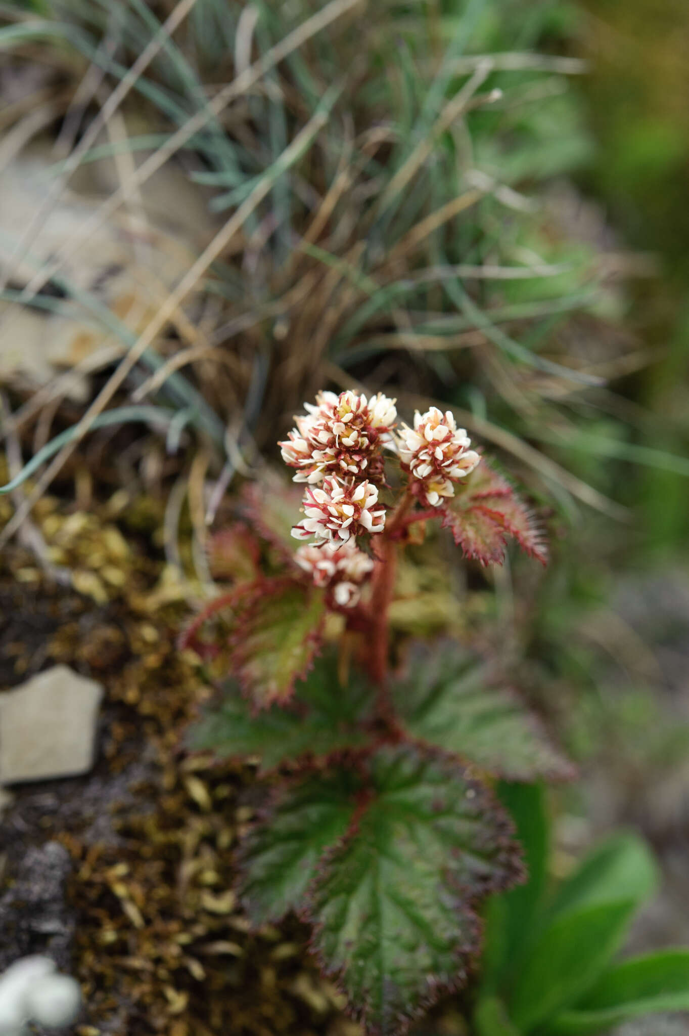 Image of Astilbe macroflora Hayata