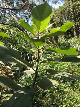 Image of Ficus erecta Thunb.