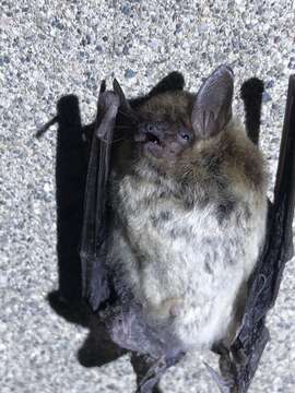 Image of Yuma Myotis