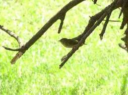 Image of Iberian Chiffchaff