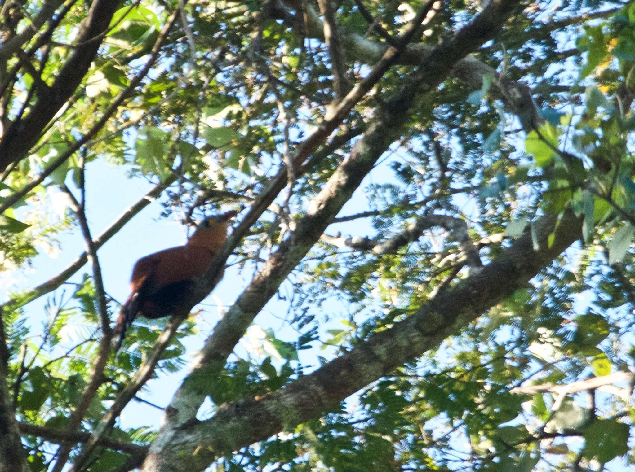 Image of Black-bellied Cuckoo