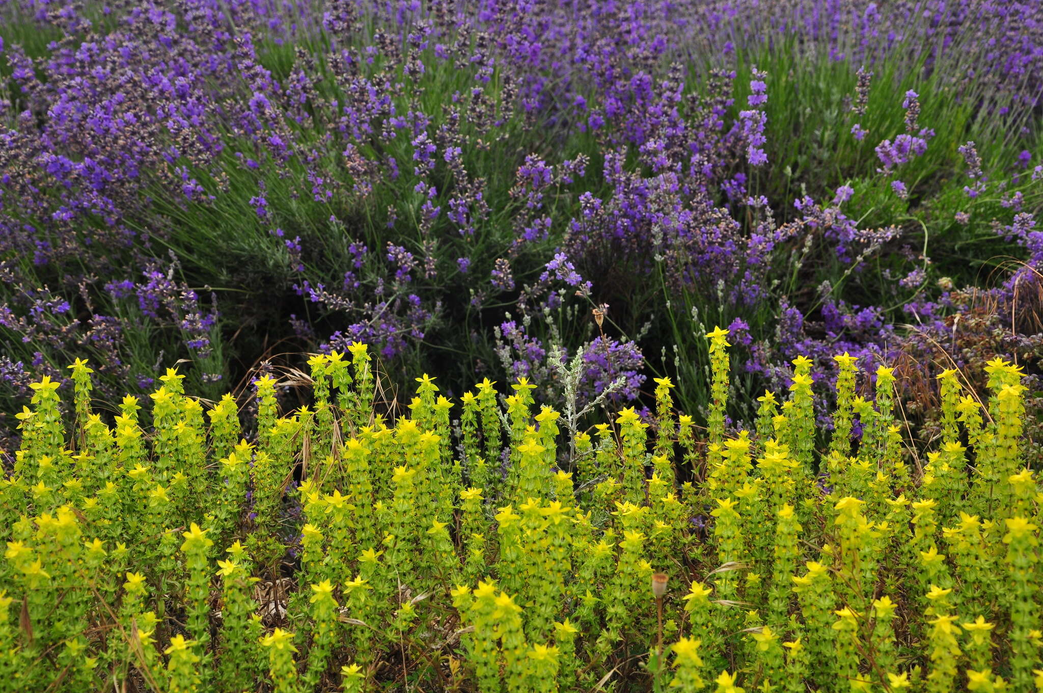 Image of Sideritis montana subsp. montana