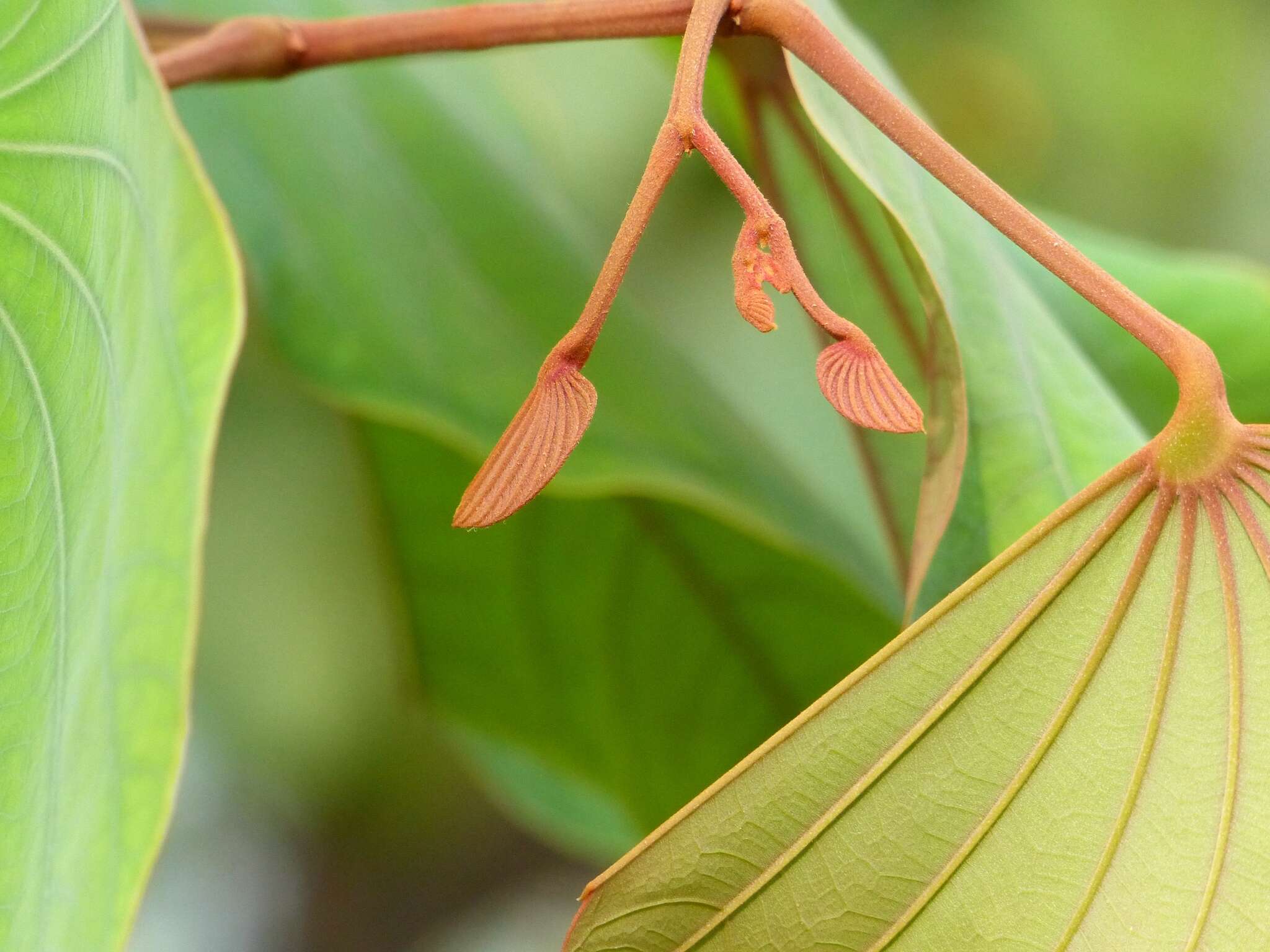 Image of Bauhinia foveolata Dalzell