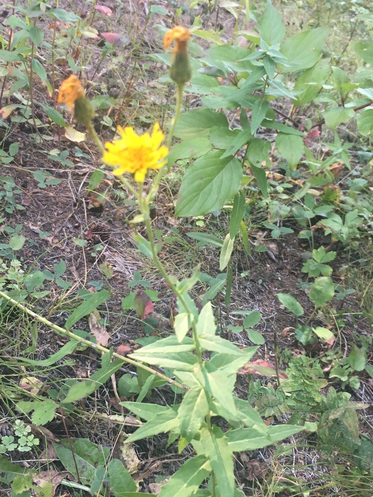 Image of hawkweed