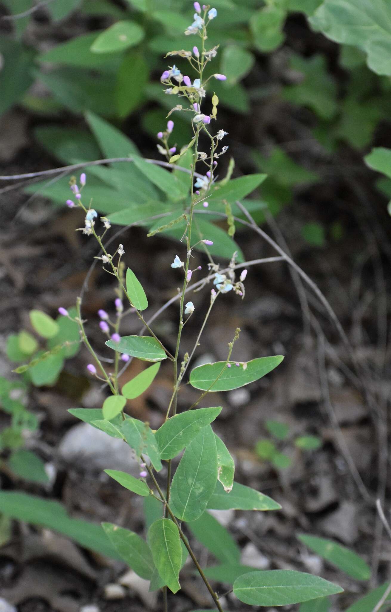 Imagem de Desmodium psilophyllum Schltdl.