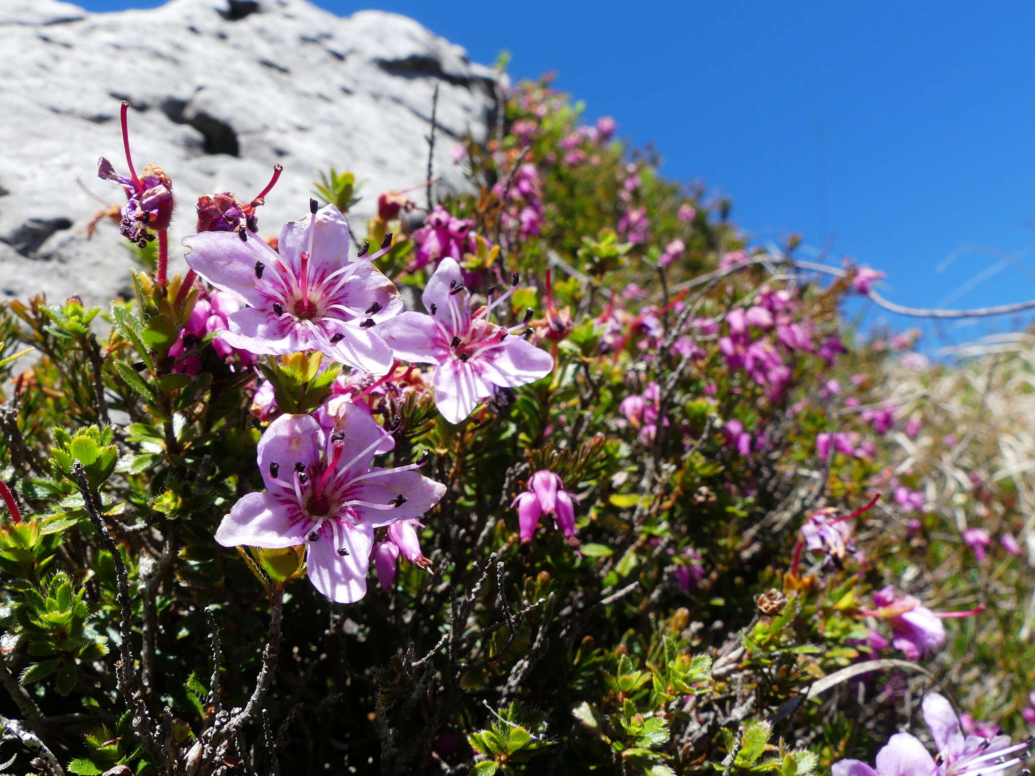 Image of Rhodothamnus