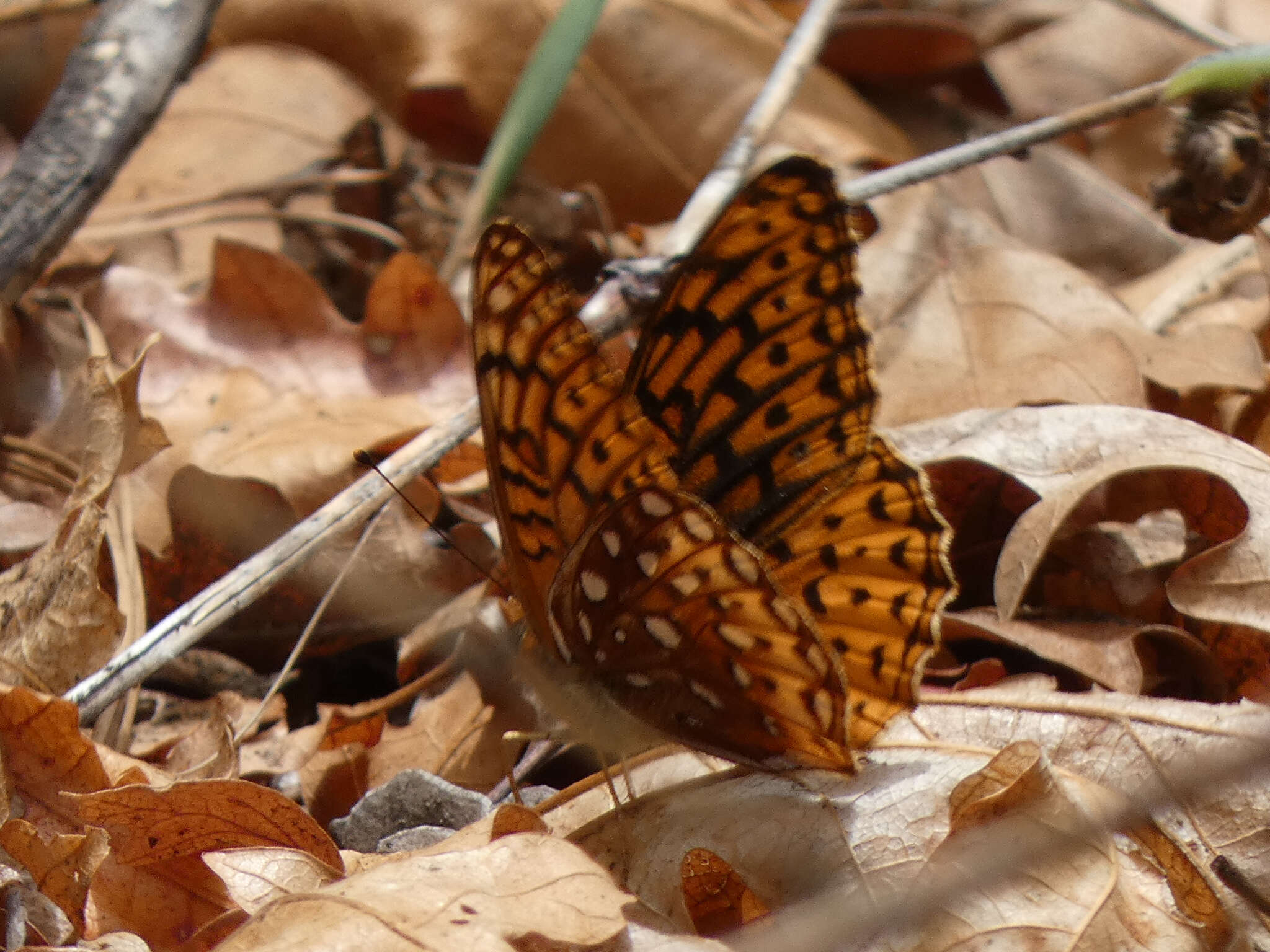 Image of Speyeria hesperis dorothea Moeck 1947