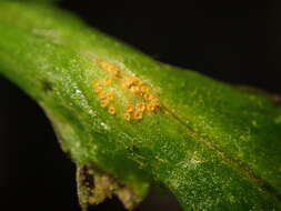 Image of Puccinia lagenophorae Cooke 1884