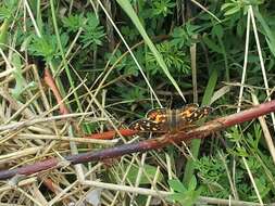 Image of Pearl Crescent