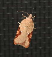 Imagem de Acleris semiannula Robinson 1869