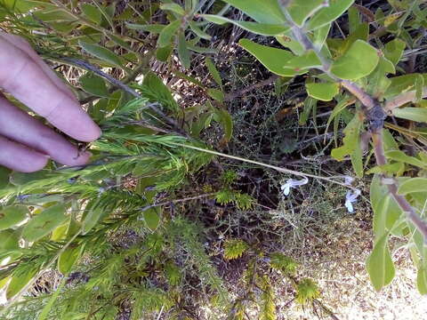 Image of Pine-leaf Lobelia