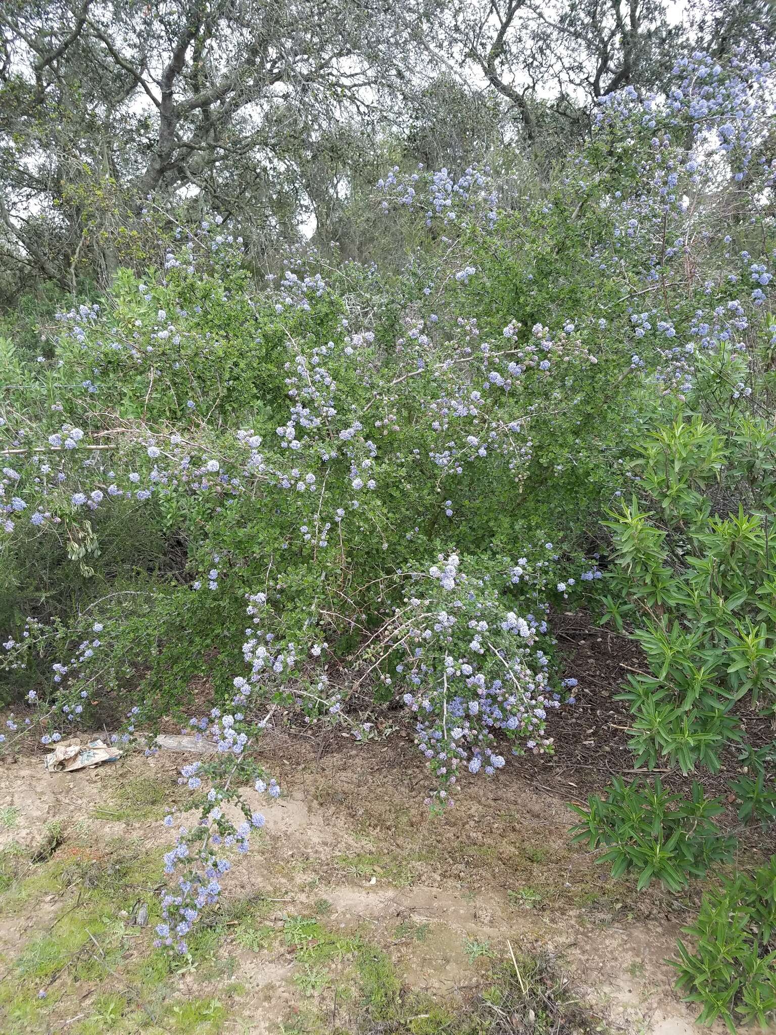 Image of Santa Barbara ceanothus