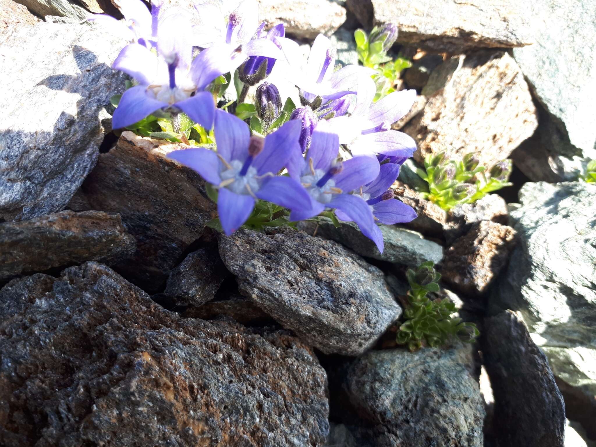 Image of Mount Cenis Bellflower