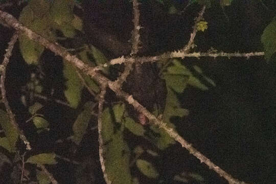 Image of Black Flying Squirrel