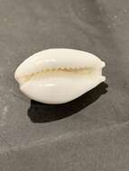 Image of Ivory Cowry