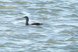 Image of Red-throated Diver