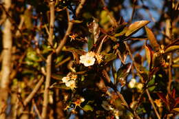 Image of manzanita tejocotera