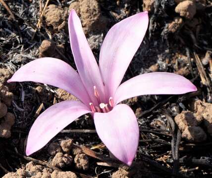 Image of Apodolirion buchananii (Baker) Baker