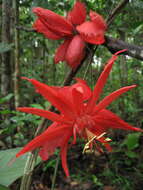 Image de Passiflora involucrata (Masters) A. Gentry