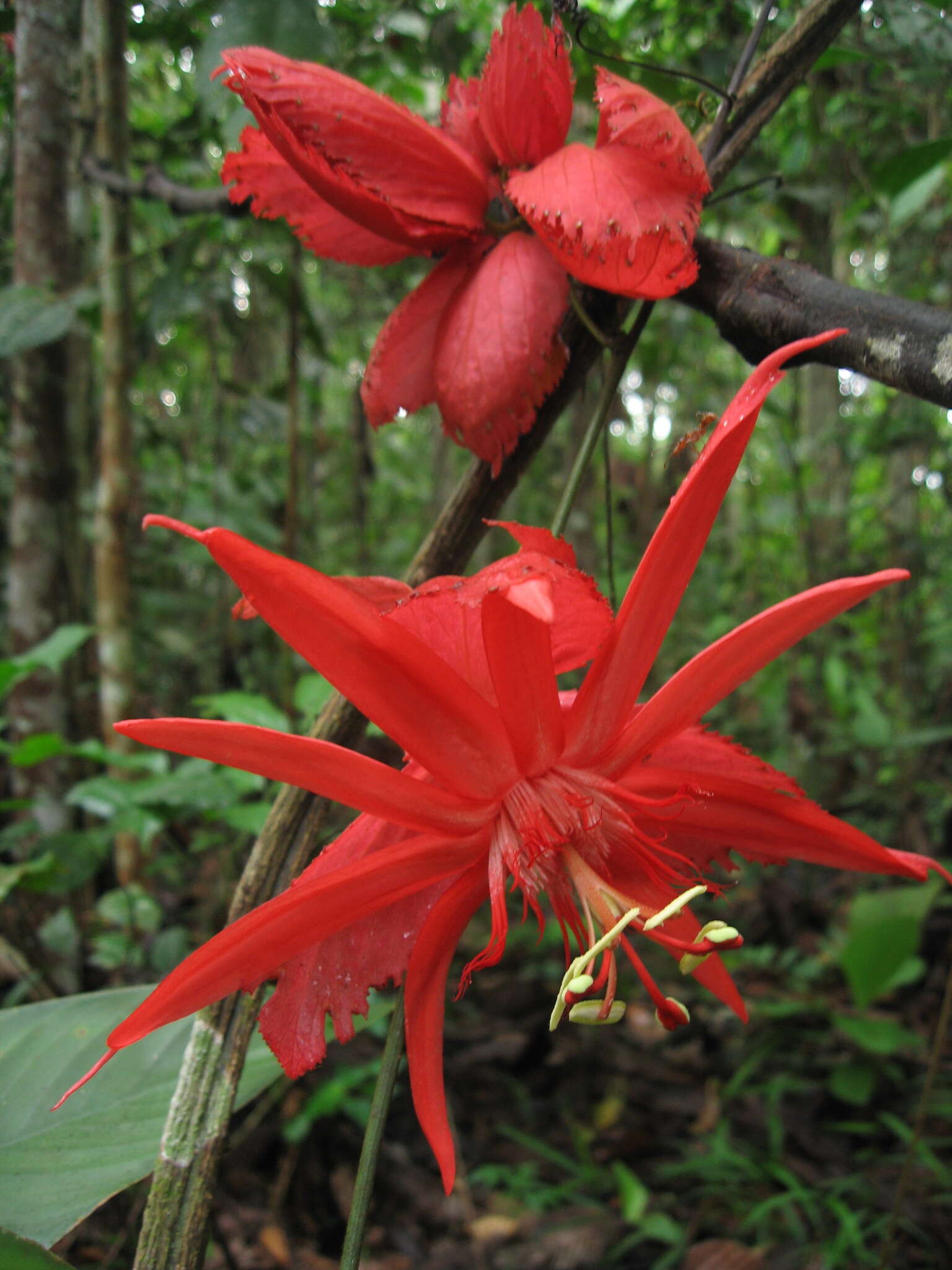 Image de Passiflora involucrata (Masters) A. Gentry