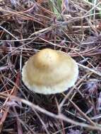 Image of Inocybe sindonia (Fr.) P. Karst. 1879