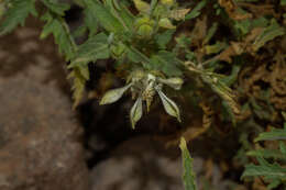 Image of Presliophytum incanum (Graham) Weigend