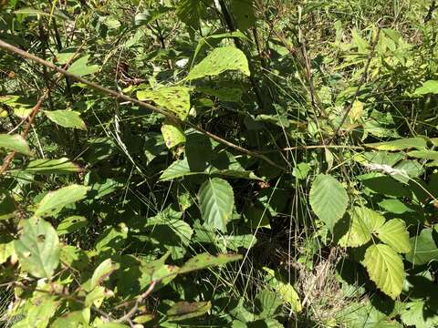 Plancia ëd Rubus heterophyllus Willd.