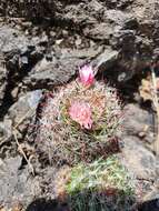 Image of Mammillaria fittkaui subsp. fittkaui