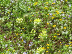 Image de Castilleja campestris (Benth.) T. I. Chuang & L. R. Heckard