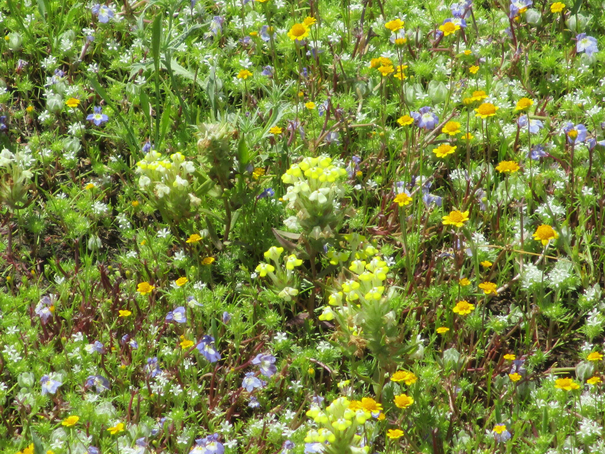 Image de Castilleja campestris (Benth.) T. I. Chuang & L. R. Heckard