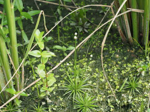 Image de Eriocaulon cinereum R. Br.