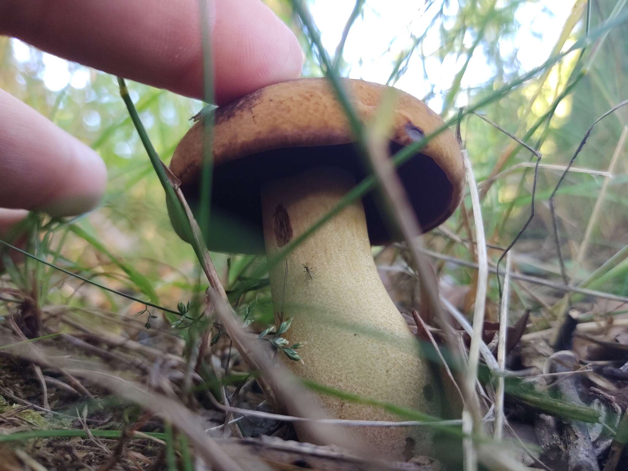 Sivun Boletus vermiculosus Peck 1872 kuva