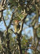 Image of Knysna Woodpecker