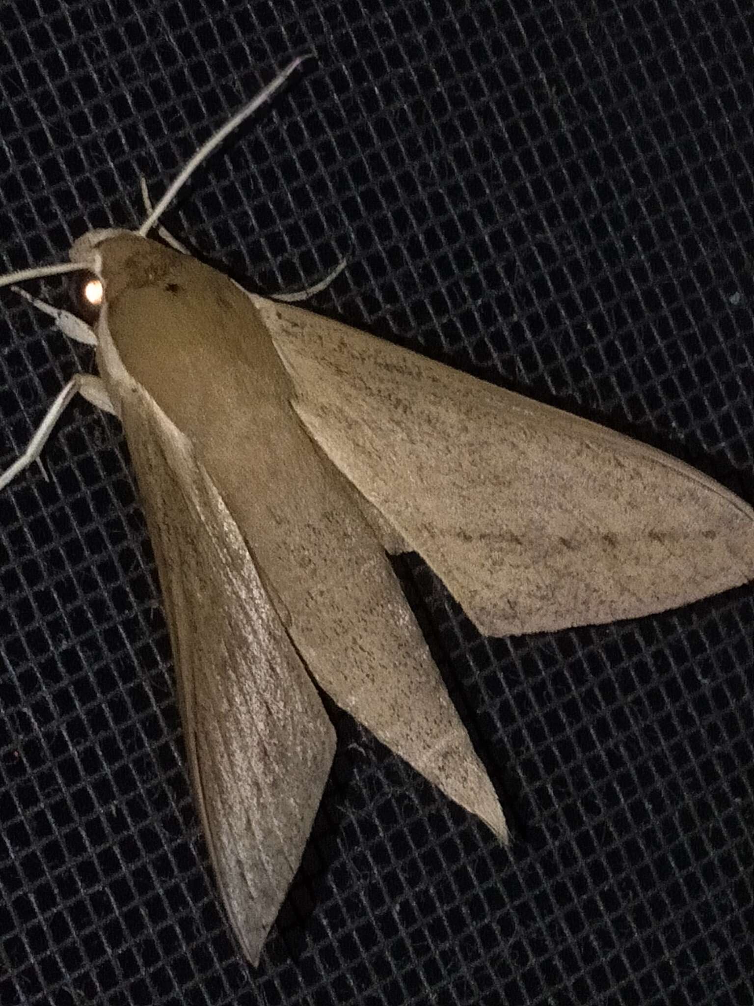 Image of Pale Brown Hawkmoth